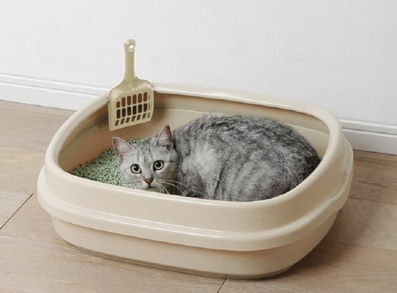 Cát vệ sinh cho mèo là gì?