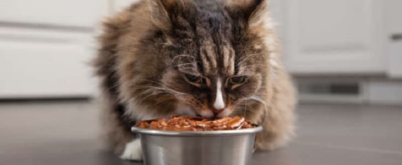 Cho mèo ăn trong khoảng thời gian cố định