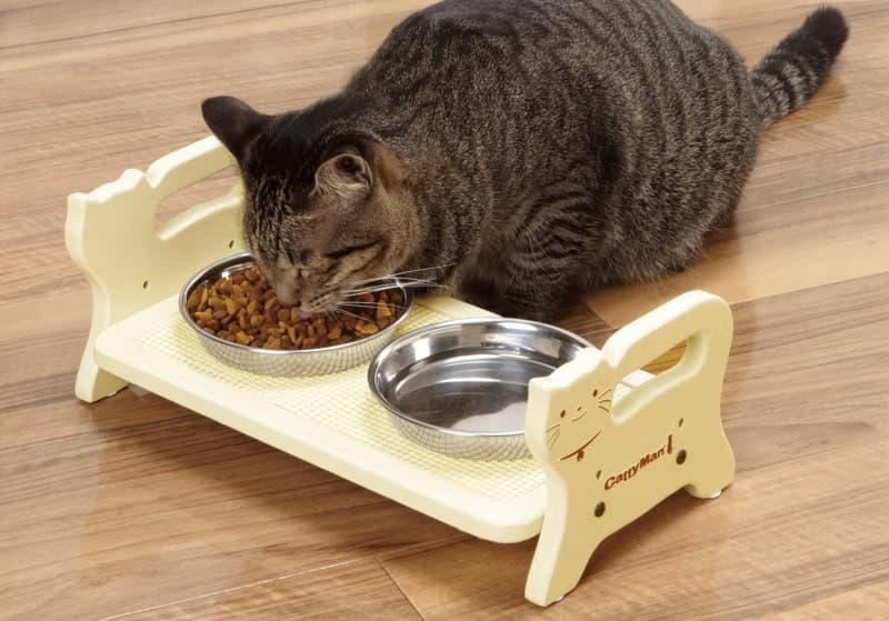 Khi mua thức ăn cho mèo cần lưu ý điều gì?