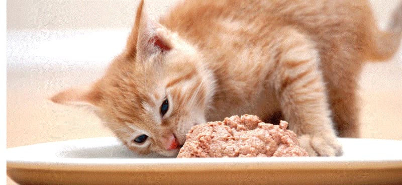 Không nên cho mèo ăn những loại thực phẩm có thể gây hại