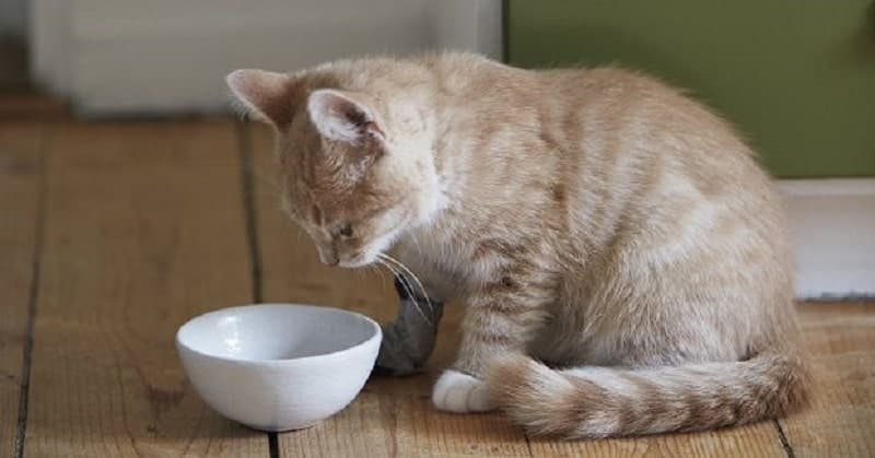 Kiểm soát liều lượng ăn phù hợp với cân nặng cho mèo