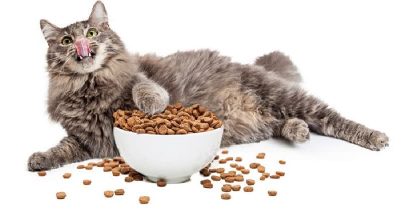 Nên mua thức ăn dành cho mèo ở đâu uy tín, chất lượng nhất?