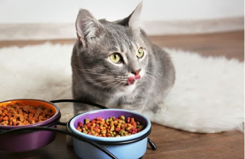 Thức ăn cho mèo là gì?
