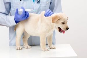 Tiêm phòng dại cho chó nên thực hiện khi chó được 3 tháng tuổi để bảo vệ chúng trước nguy cơ mắc bệnh