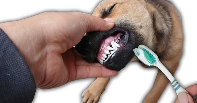 Đánh răng cho chó thường xuyên
