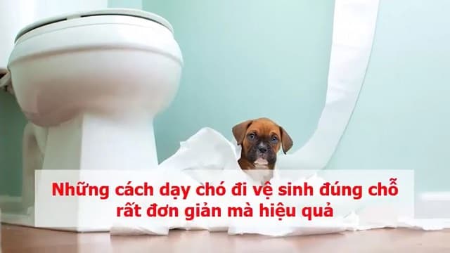 Hướng dẫn cách dạy chó đi vệ sinh đúng chỗ đơn giản nhất