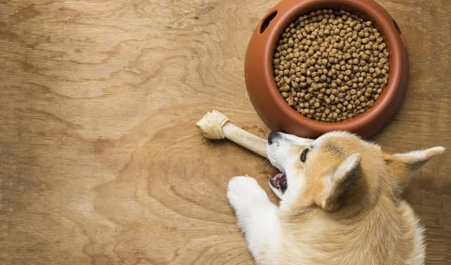 Lượng thức ăn phù hợp với từng giai đoạn phát triển của chó