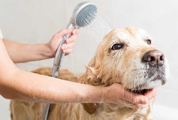 Tắm nhiều khiến chó xảy ra tình trạng rụng lông