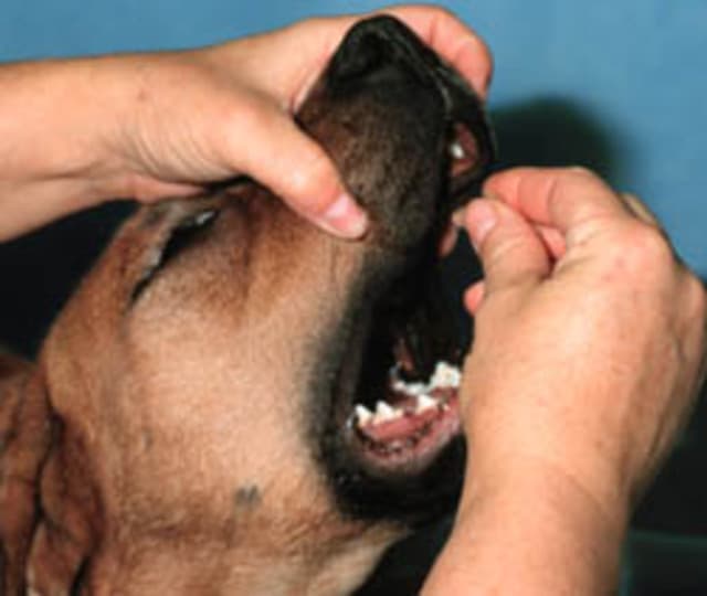 Áp dụng biện pháp cứng rắn để cho chó uống hết thuốc
