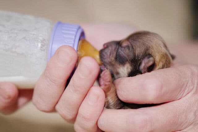 Bạn có thể sử dụng ống tiêm hoặc bình sữa để cho chó con uống sữa