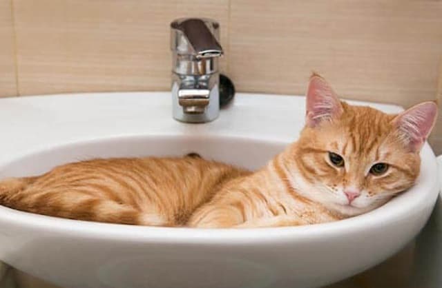 Các bước tắm cho mèo hiệu quả nhất với dòng sữa tắm sos