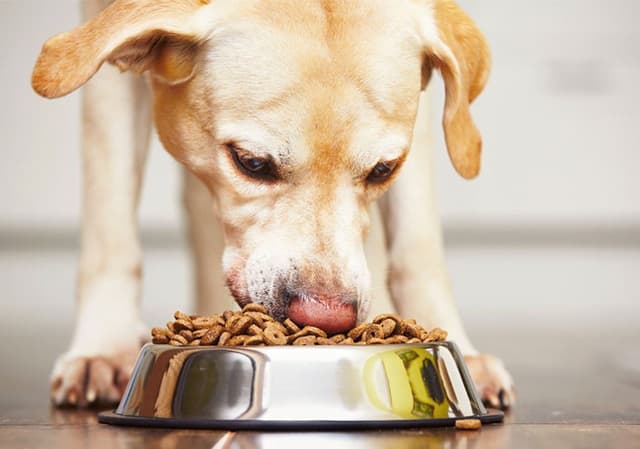 Cách dễ dàng nhất cho chó uống thuốc đó là trộn lẫn thuốc với thức ăn của chúng