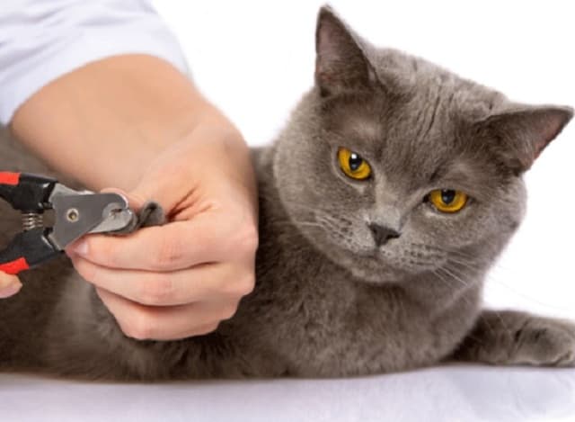 Cắt móng của mèo để phòng tránh mèo cào xước da của chủ hoặc cào rách vật dụng trong nhà
