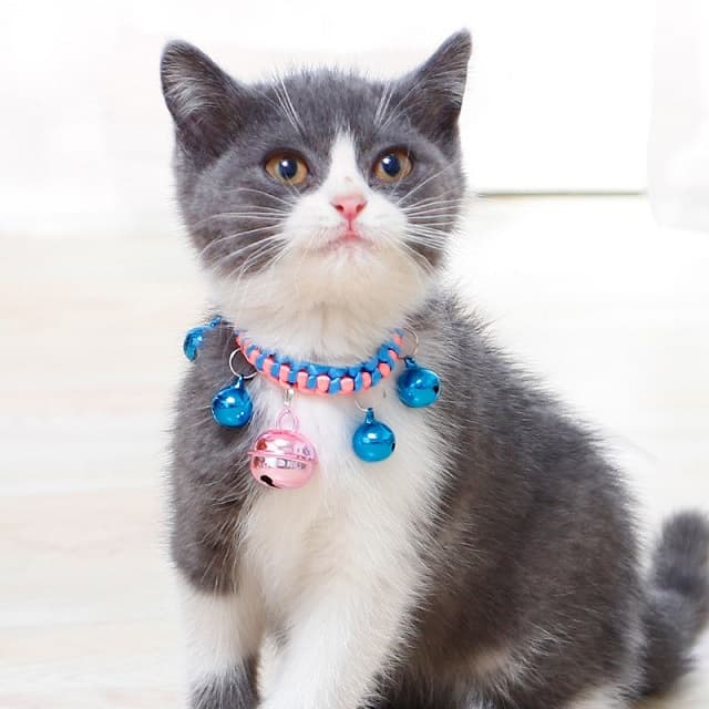 4 Crochet Pet Collar | Hướng dẫn móc yếm hình hoa tulip cho thú cưng |  Handmade Home - YouTube