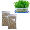 Hạt giống cỏ mèo là loại hạt giống trồng thành cỏ cho mèo ăn - Cam kết mọc 100%, cách trồng đơn giản, dễ làm