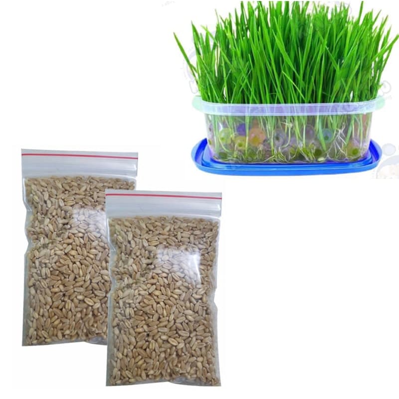 Hạt giống cỏ mèo - Cam kết mọc 100%, cách trồng đơn giản, dễ làm