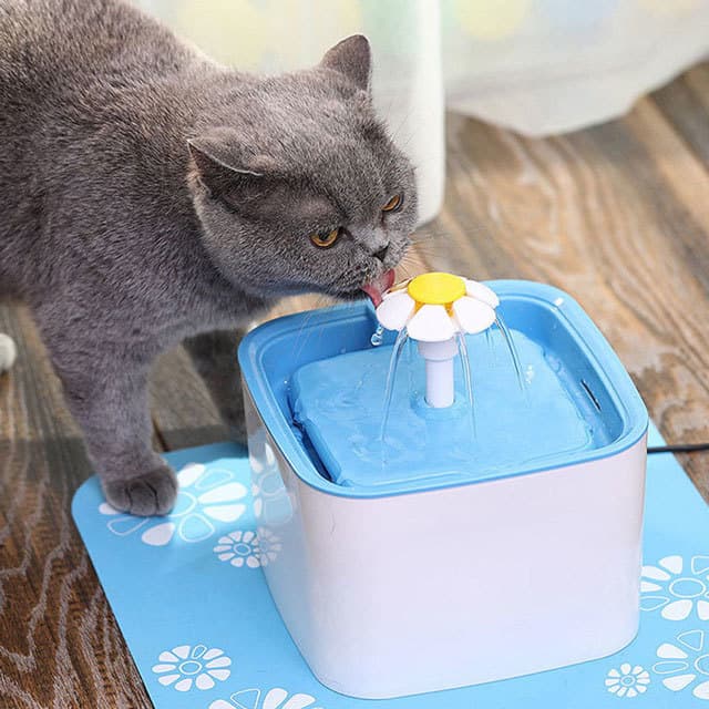 Khi cho mèo ăn bất cứ loại thức ăn nào cũng cần cho chúng uống thêm thật nhiều nước sạch để phòng tránh bệnh sỏi thận
