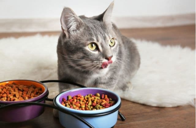 Khi cho mèo ăn hãy chia thành nhiều bữa tránh cho ăn quá nhiều trong một lần sẽ ảnh hưởng đến hệ tiêu hóa