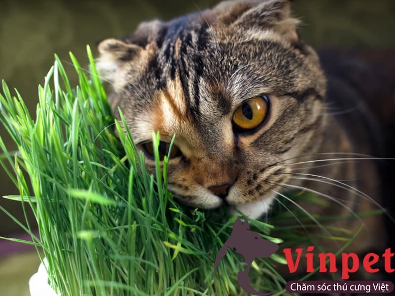 Mèo tai cụp rất thích ăn cỏ mèo