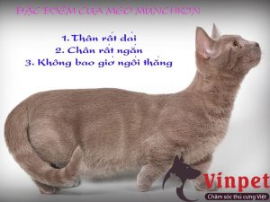 Cách nhận biết mèo chân ngắn Munchkin thuần chủng