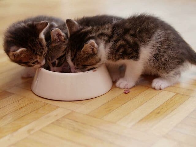 Nên lóc xương và xay nhuyễn thức ăn để mèo không bị hóc và tránh nôn ói do khó tiêu hóa thức ăn
