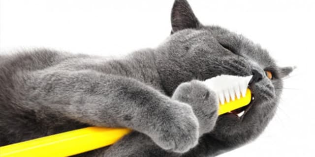Rèn luyện cho mèo thói quen vệ sinh răng miệng để ngăn ngừa sâu răng, rụng răng và hôi miệng