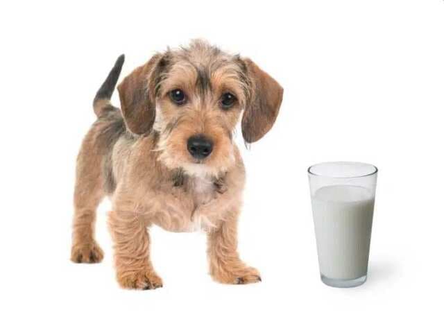 Sữa hạnh nhân là một trong các loại sữa không nên dùng cho chó con