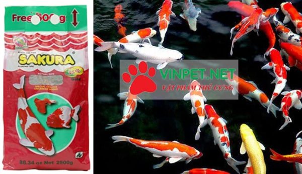 Liên hệ mua thức ăn cho cá koi sakura gold 35% đạm tại Hà Nội - 0942.778.463
