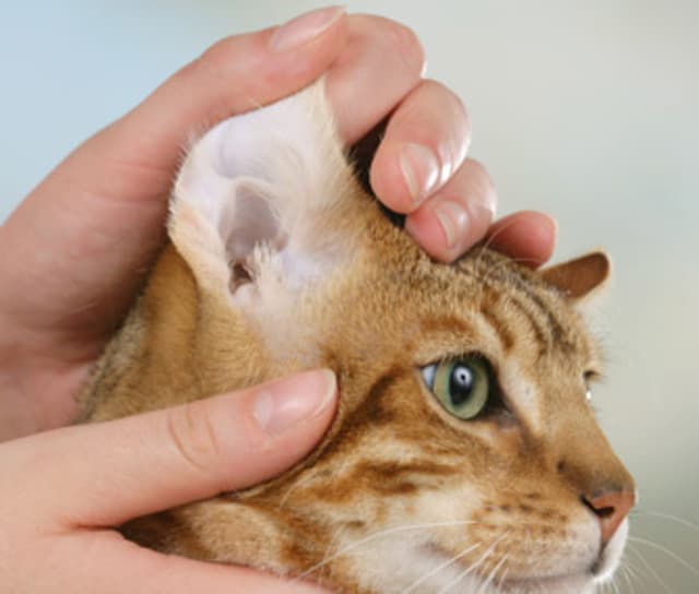 Thường xuyên vệ sinh bộ phận tai và mũi cho mèo bằng nước muối sinh lí để phòng tránh một số bệnh nguy hiểm