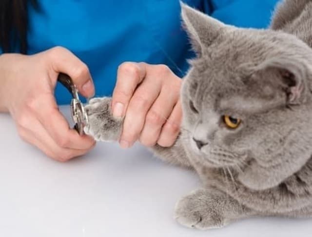 Việc cắt móng có thể ảnh hưởng đến khả năng di chuyển và leo trèo của mèo nếu thực hiện sai kỹ thuật