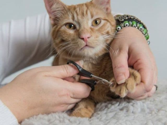 Việc cắt trụi móng sẽ ảnh hưởng đến các dây thần kinh và tâm lý của mèo