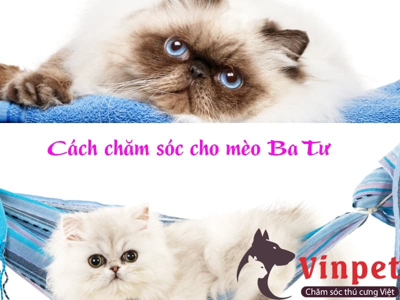 Cách chăm sóc mèo Ba Tư chuẩn kỹ thuật