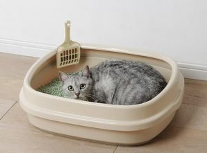 Cách dọn dẹp khay vệ sinh cho mèo chuẩn nhất