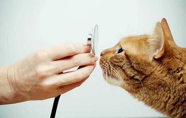 Đơn vị cung cấp thuốc nhỏ mắt chính hãng dành cho mèo