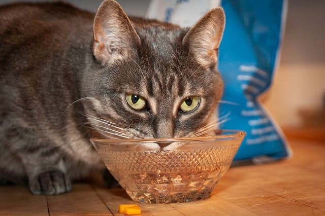 Hệ thống cung cấp thức ăn cho mèo uy tín, chuyên nghiệp