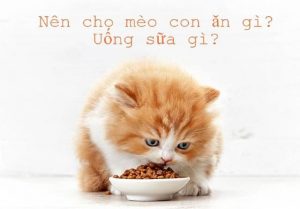 Loại thức ăn cho mèo con phù hợp và đầy đủ dinh dưỡng
