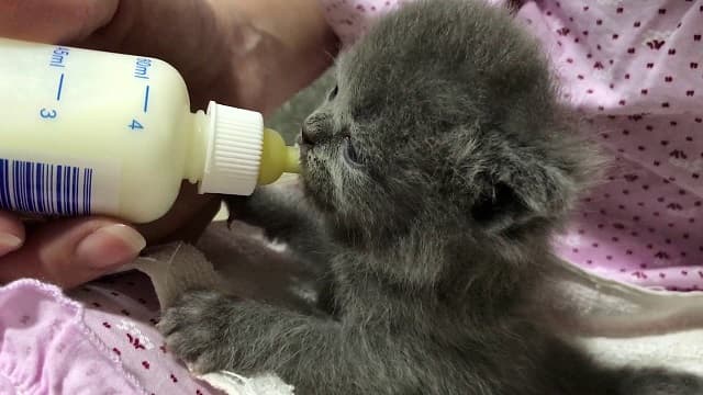 Sử dụng bình sữa cho mèo con bú thay thế sữa mẹ