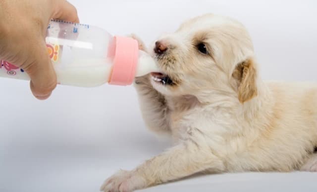 Sử dụng sữa để thay thế cho bữa ăn hàng ngày của chó mà không lo thiếu chất dinh dưỡng