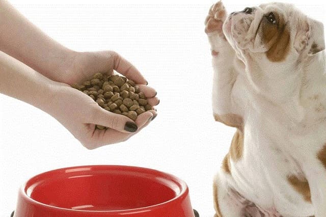 Thức ăn smartheart giai đoạn chó từ 5 đến 12 tháng