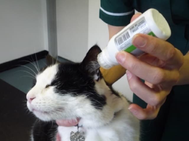 Thuốc nhỏ gáy giúp bảo vệ, ngăn ngừa sự tấn công của ký sinh trùng gây hại cho mèo