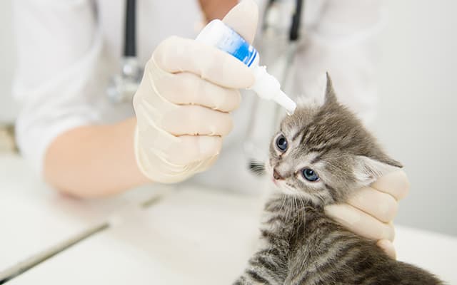 Thuốc nhỏ gáy trị ve rận cho mèo có nguồn gốc từ Pháp