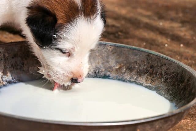 Trong các trường hợp như sữa mẹ ít, không có sữa, chó con bị tách bầy, chó con mất mẹ… rất cần nguồn sữa thay thế để bổ sung dưỡng chất.